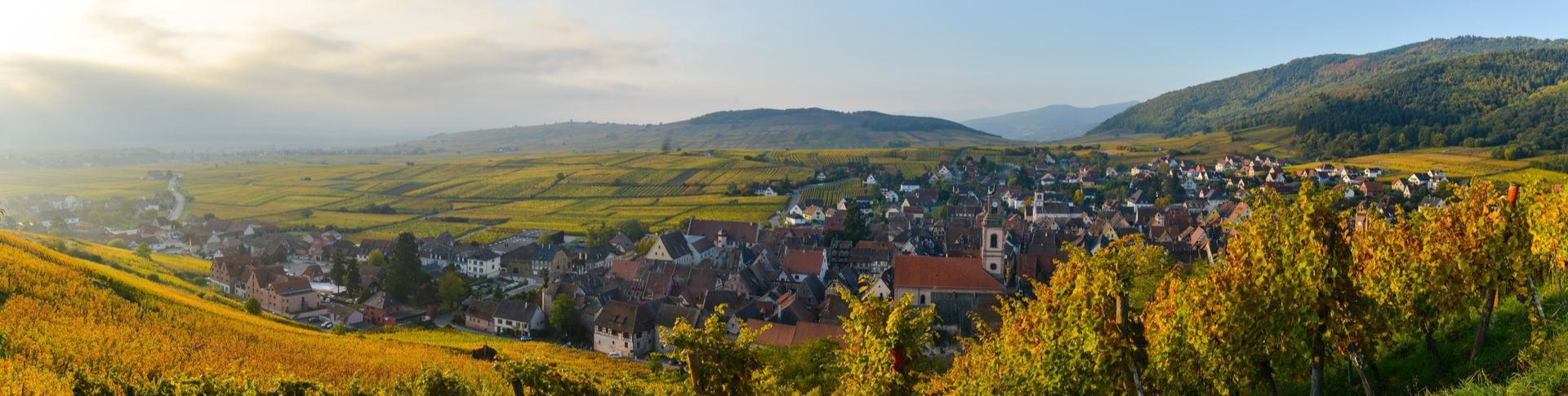 Vins D'Alsace | Commandez En Ligne